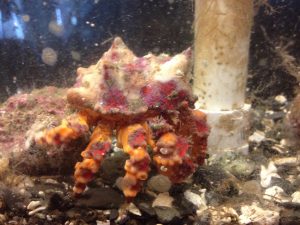 Appearing to be wearing a royal crown, this small king crab is a robust creature living in intertidal pools of the west coast of Vancouver. 