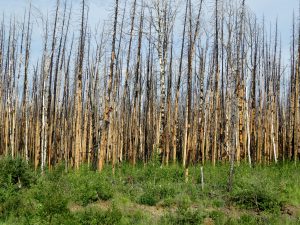 Evidence of a recent forest fire along the Stewart-Cassiar highway in northern British Columbia