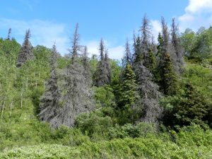 Spruce trees damaged by the spruce bark beetle in Kluane National Park.