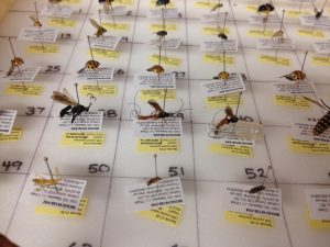 An array of pinned specimens ready to be sampled for DNA barcoding