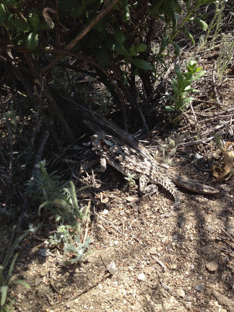A "Thorny Devil" lizard; family Phrynosomatidae; hides in the bushes