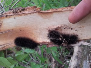 Two fuzzy Arctiidae moth caterpillars we discovered under some bark in Missouri. They were probably finding a safe spot to pupate