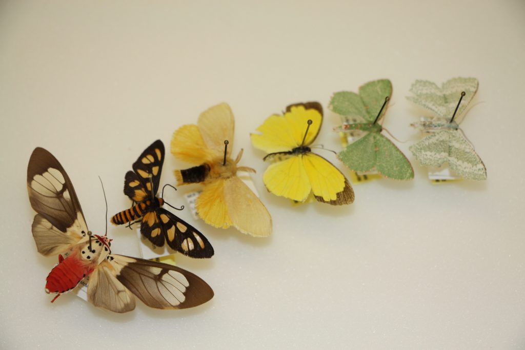 Assorted moths collected from Western Australia