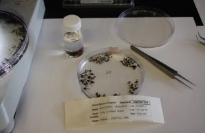 Sifting through this week's specimens. This collection of bugs was sent to us from St. Peter's School in Unity, Saskatchewan.