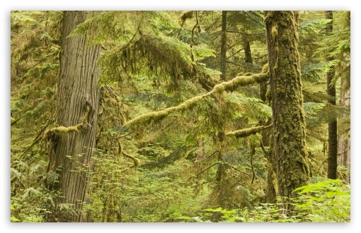 This is a picture of an old growth forest deep inland in Pacific Rim National Park Reserve. http://wallpaperswide.com/old_growth_rainforest_in_pacific_rim_national_park_vancouver_island_canada-wallpapers.html