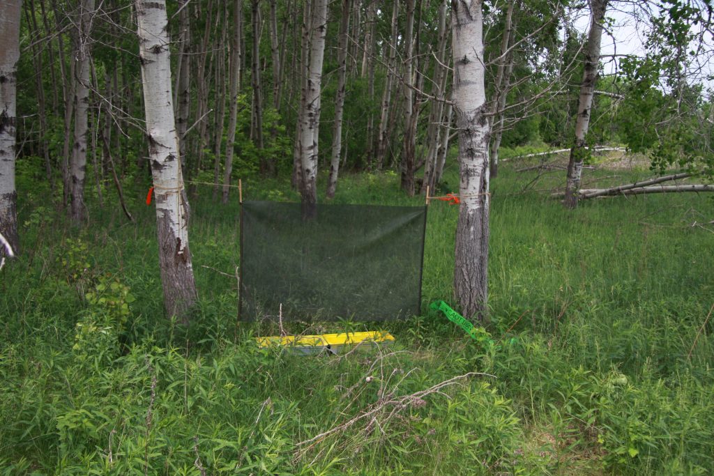 An intercept trap set up on the edge of a forest