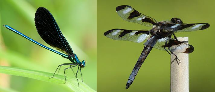 Two common Ontario Odonata: A twelve spotted skimmer dragonfly (right) and an ebony jewelwing damselfly (left). Both are common around water bodies during the summer in Ontario. https://acrittersview.files.wordpress.com/2012/06/ebony-jewelwing.jpg, http://www.libertywildlife.org/wp-content/uploads/2014/03/Gail-Spotted-Skimmer.jpg, 
