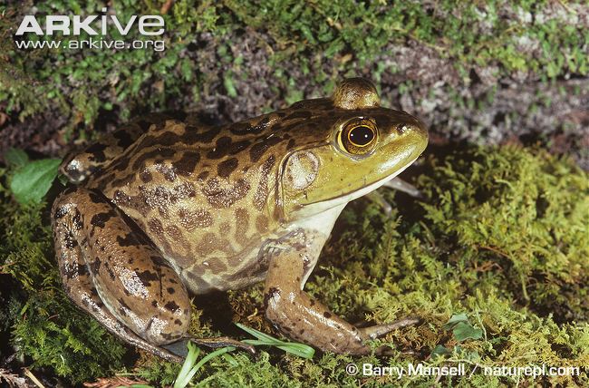Top: Green frog (Lithobates clamitans) with ridges of skin down its back Bottom: American bullfrog (Lithobates catesbeiana)