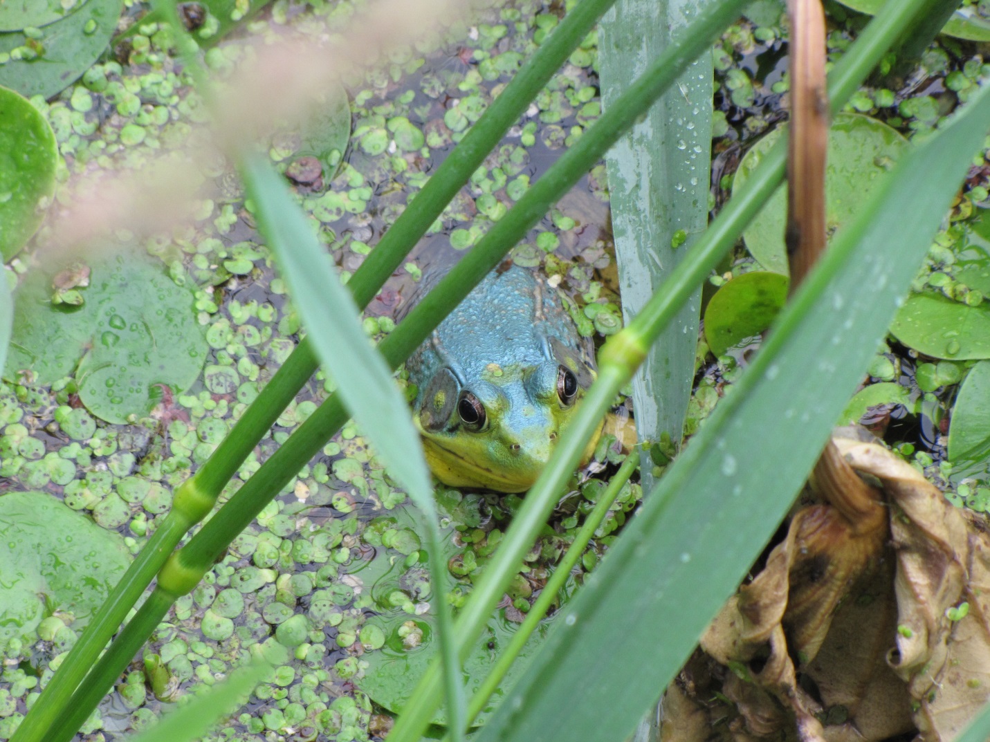 Blue-coloured Green frog (Lithobates clamitans) in Rondeau Bay, hiding in the weeds