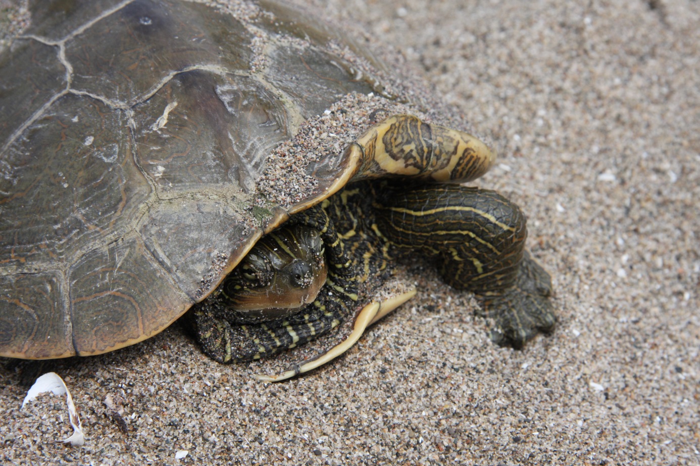 Northern map turtle (Graptemys geographica) on the beach of Lake Pond.