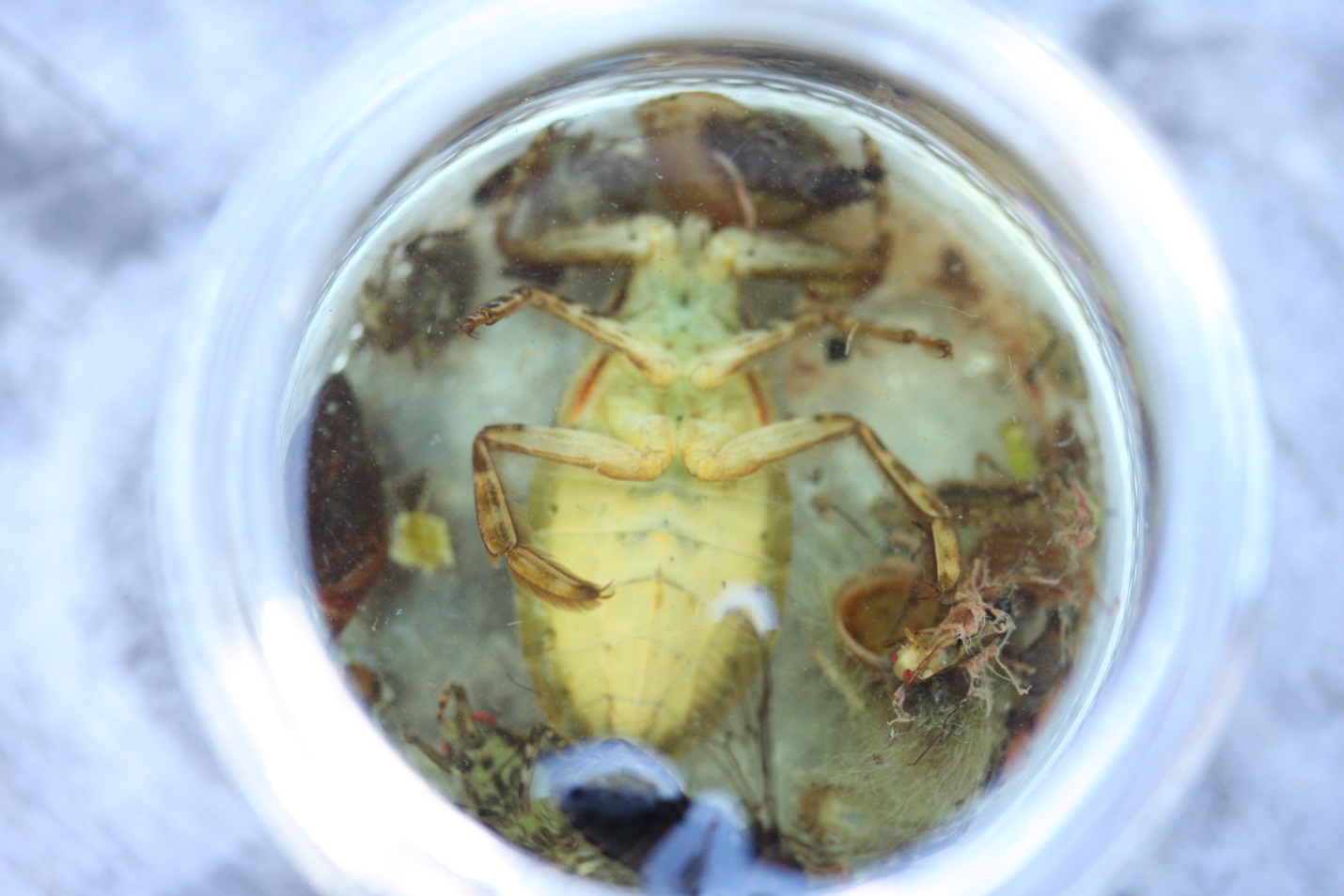 Here’s a photo of one of the belostomatids caught during our sampling. As you can see it’s not quite as big as the giant water bug from Madagascar, but it still dwarfs the fly in the lower right corner!