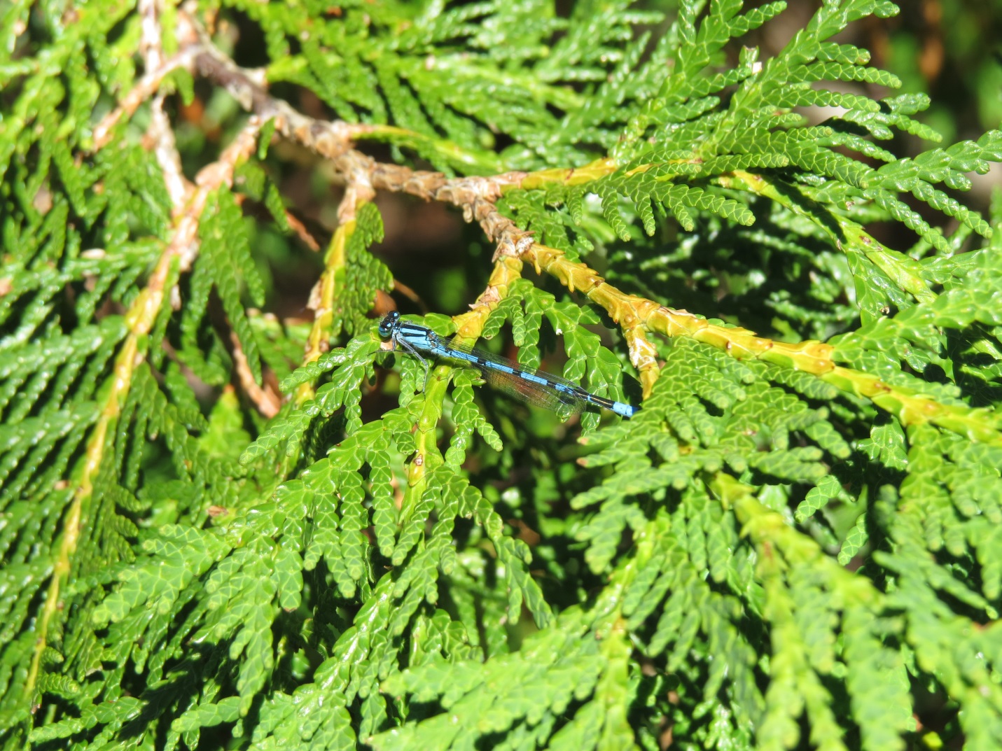 An adult damselfly found on vegetation around one of the bogs we sampled at Bruce Peninsula National Park. 