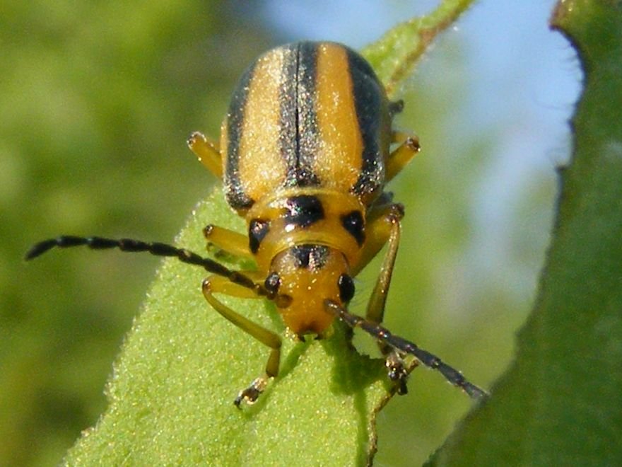 This is the Goldenrod Leaf Beetle (Trirhabda Canadensis) that was very abundant during the second sampling event at rare Charitable Research Reserve. As their name suggests they graze Goldenrod leaves. (https://commons.wikimedia.org/wiki/File:TrirhabdaCanadensis3.jpg)