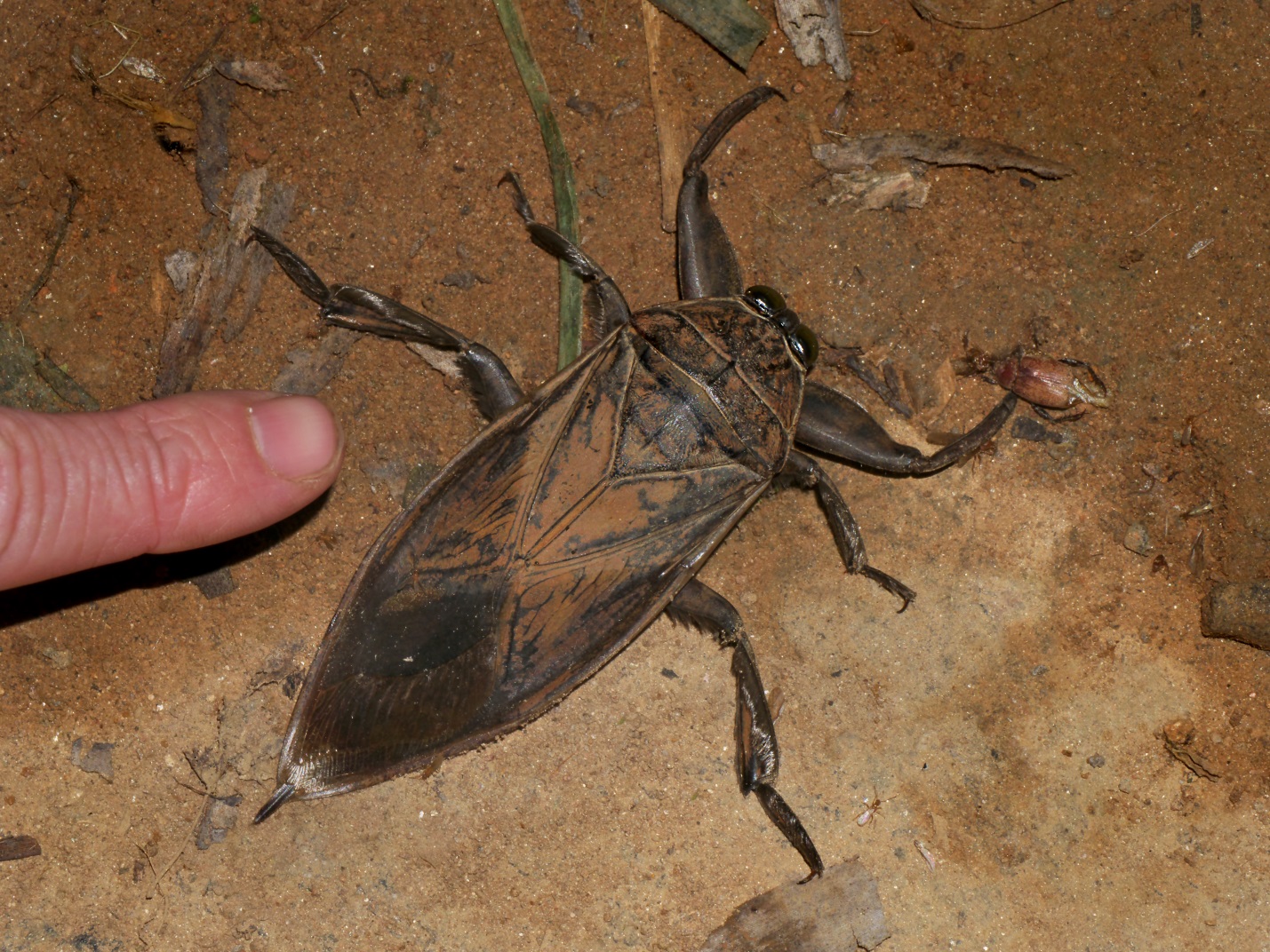 Giant water bug (Belostomatidae), Vohimana reserve, Madagascar by Frank Vassen. Some rights reserved. Check out those huge raptorial forelimbs!