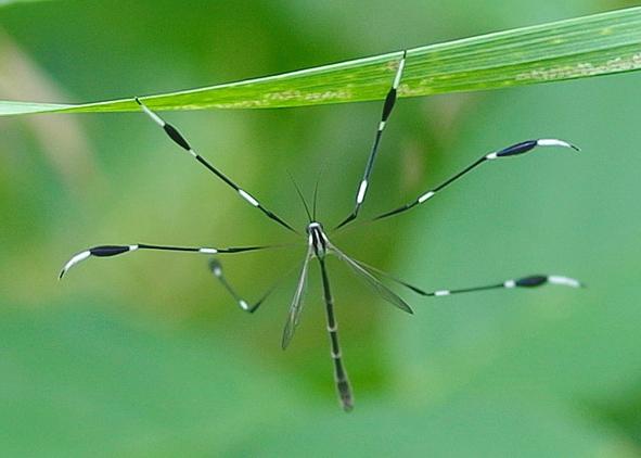 Phantom crane fly (Ptychopteridae) - image acquired from Riveredge Nature Center (http://riveredgenaturecenter.org/bug-o-week-phantom-crane-fly/)