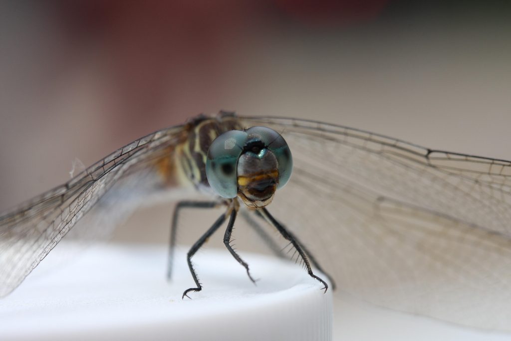 An adult dragonfly peers at us from atop a sample jar