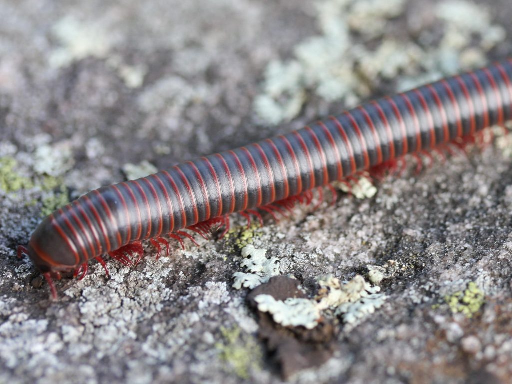 A millipede parading across the rocks at Fairy Lake on Beausoleil Island in GBINP