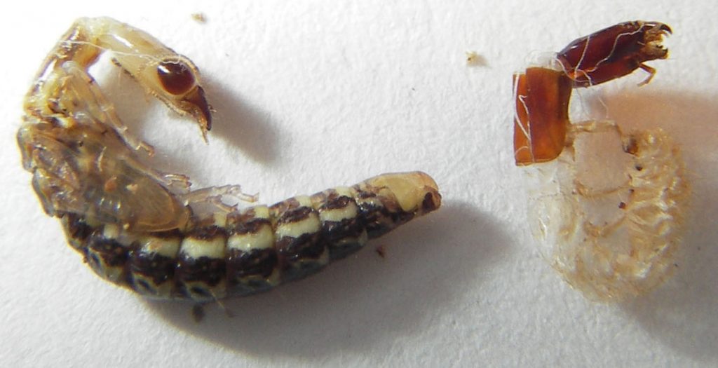 Snakefly pupa, next to the molt of its previous larvae stage. https://goo.gl/dKV63P