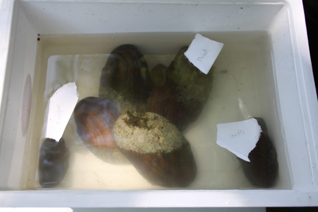 Mussels collected by the DFO team