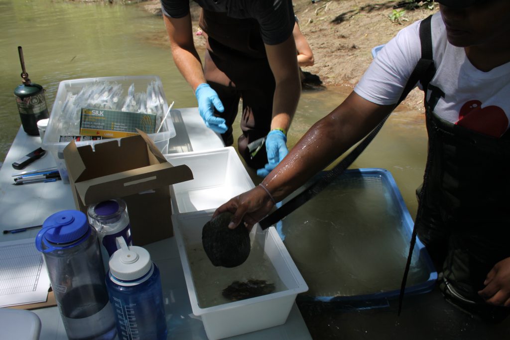Swabbing the mussels for DNA barcoding