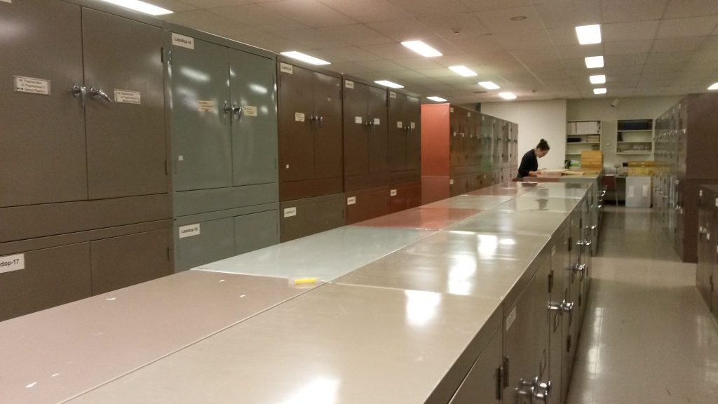 All of these cabinets (and many more!) are filled with so many cool insects! Check out Val searching for some elusive beetle species that we don’t yet have on BOLD.