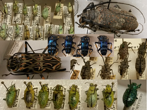 An assortment of some of the really cool and interesting beetles that are housed at the Lyman Collection. If you couldn’t tell, weevils and longhorns are some of my favourites!