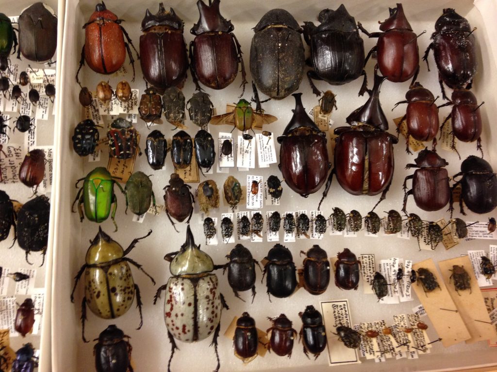 Beautiful scarab beetles... which one is your favourite?