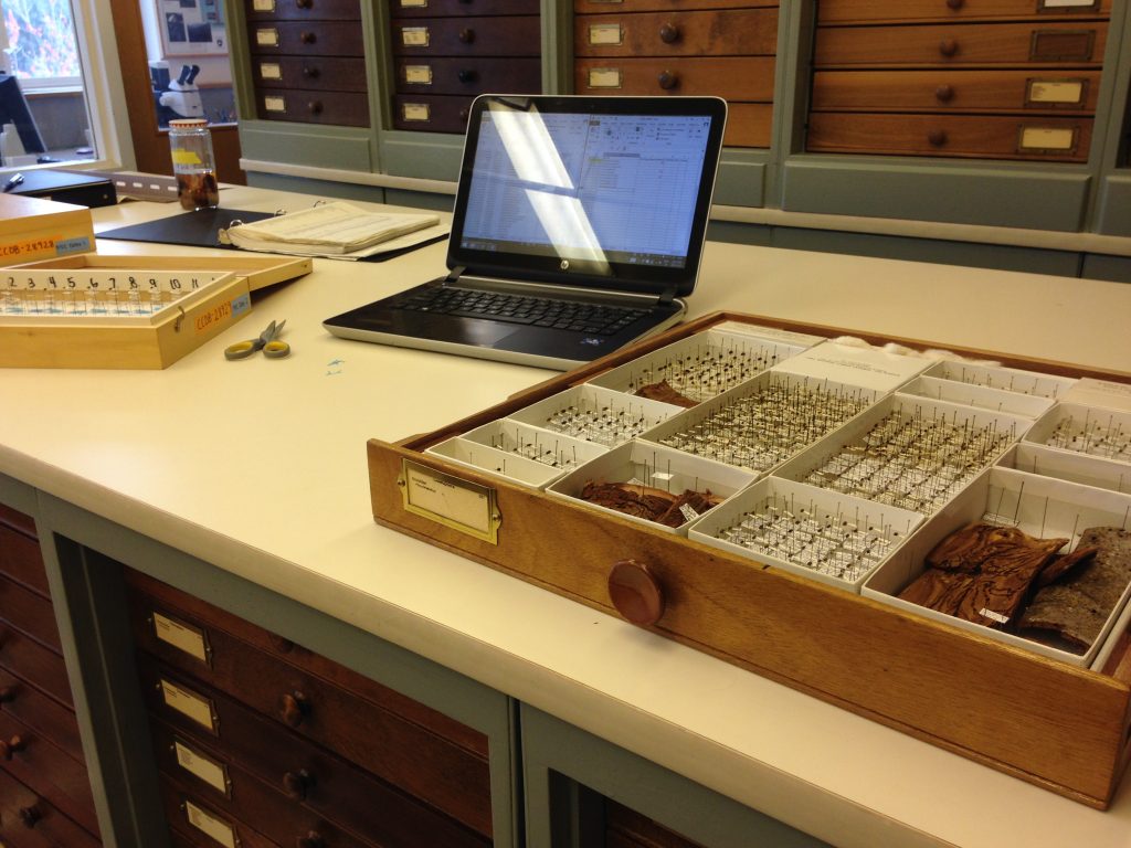 My set up at the museum. Reference list on my computer, box of identified specimens, and Schmidt box for me to bring the insects back to BIO!
