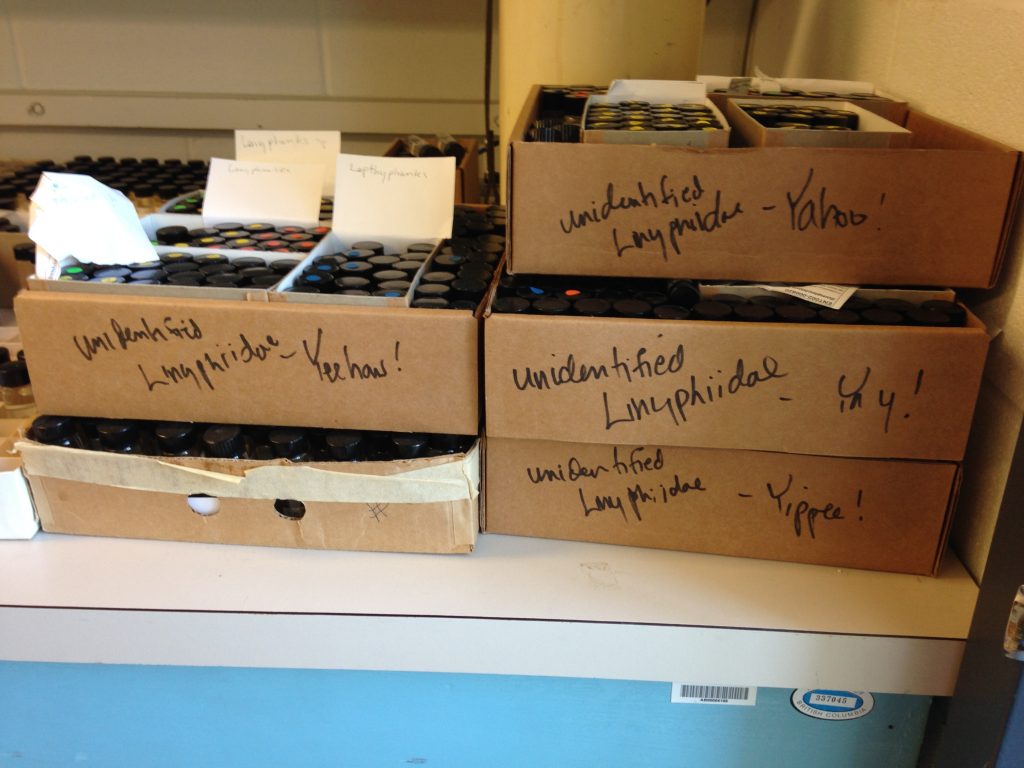 Spider specimens waiting for identification. Work is fun when you love what you do!